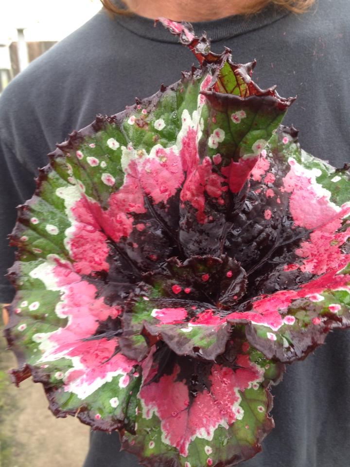B. ‘Christmas Curl’